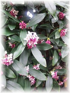 $よめ膳@YOMEカフェ