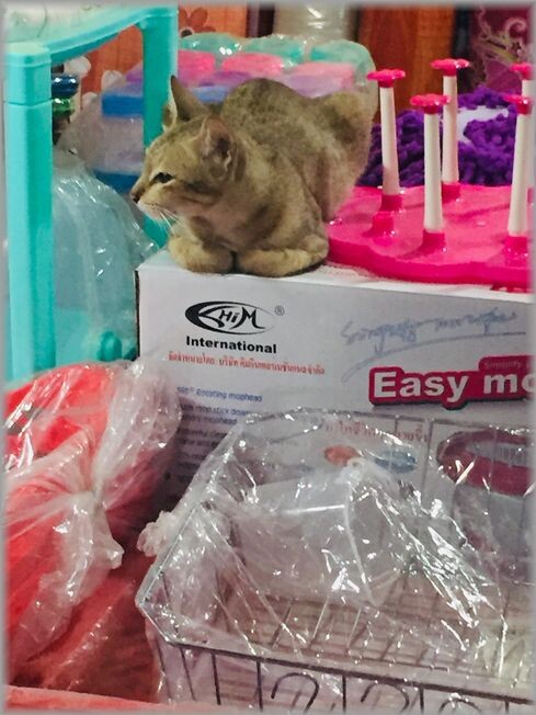 ねこ5