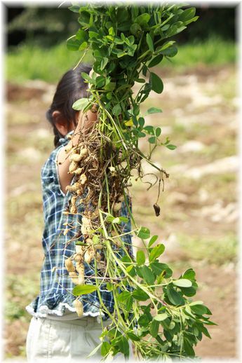 $よめ膳@YOMEカフェ