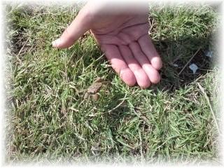 よめ膳＠YOMEカフェ