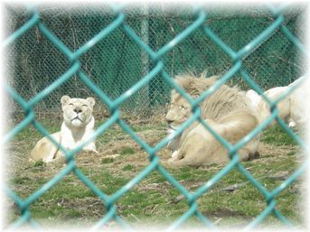 よめ膳@YOMEカフェ