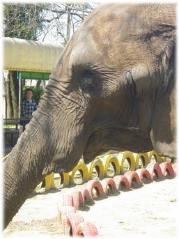 $よめ膳@YOMEカフェ