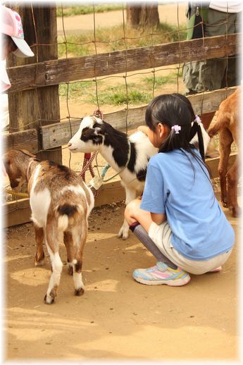 $よめ膳＠YOMEカフェ