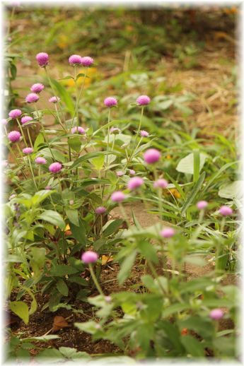 $よめ膳@YOMEカフェ