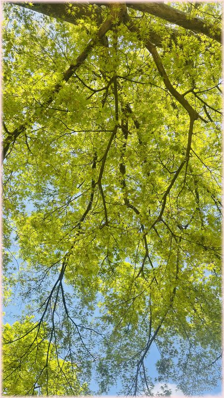 IMG-7403