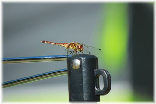 $よめ膳@YOMEカフェ