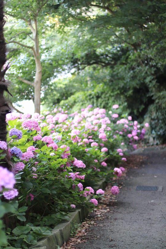 IMG-5383 (1)