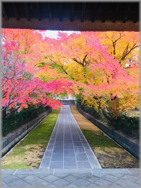 もみじ