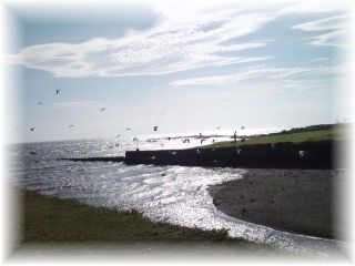 よめ膳＠YOMEカフェ