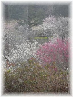 $よめ膳@YOMEカフェ