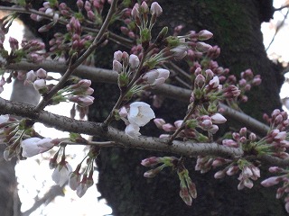 もうすぐの桜