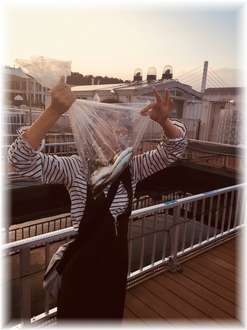シーパラYHF8
