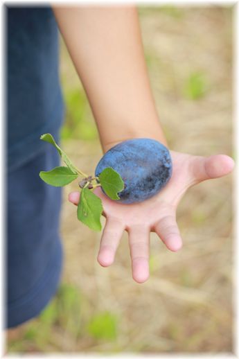 $よめ膳@YOMEカフェ