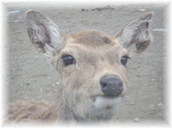 $よめ膳@YOMEカフェ