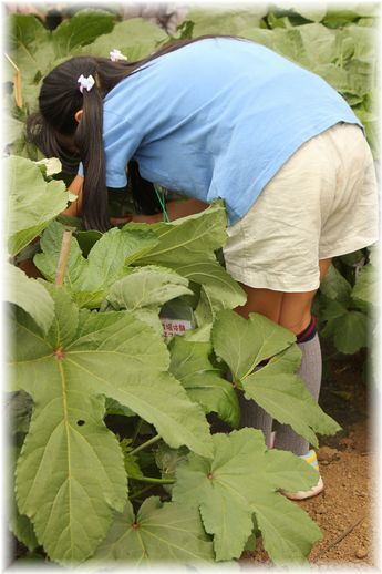 $よめ膳@YOMEカフェ