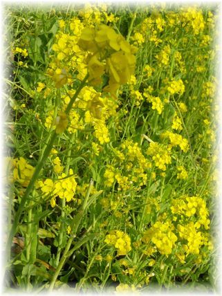 $よめ膳＠YOMEカフェ