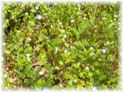 $よめ膳＠YOMEカフェ