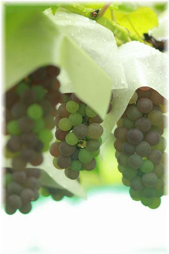 よめ膳＠YOMEカフェ