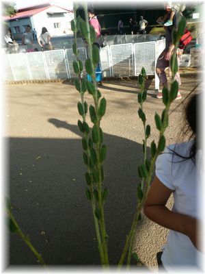 $よめ膳＠YOMEカフェ