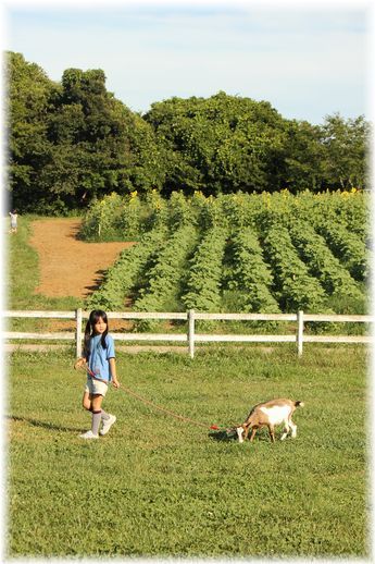 $よめ膳＠YOMEカフェ