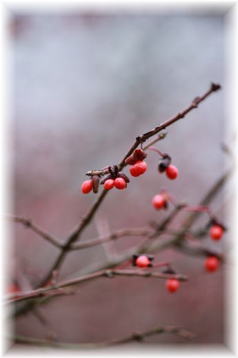 $よめ膳@YOMEカフェ