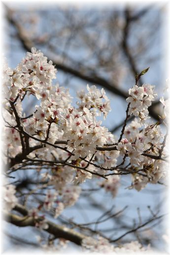 $よめ膳＠YOMEカフェ