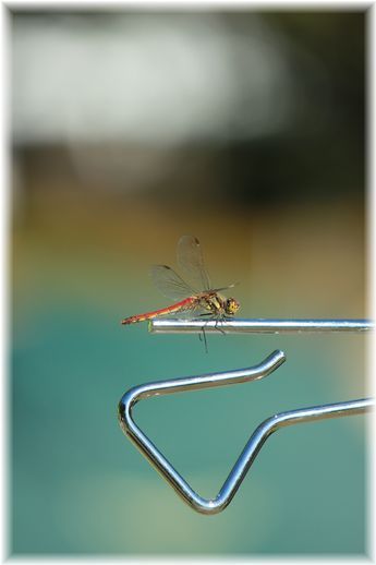 $よめ膳@YOMEカフェ