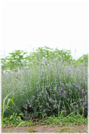 $よめ膳＠YOMEカフェ