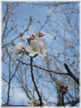 $よめ膳@YOMEカフェ