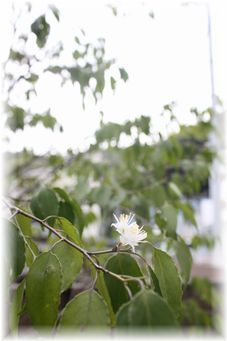 $よめ膳＠YOMEカフェ