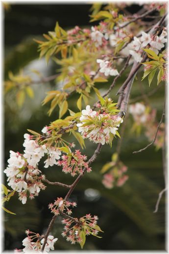 $よめ膳@YOMEカフェ