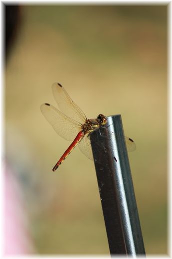 $よめ膳@YOMEカフェ