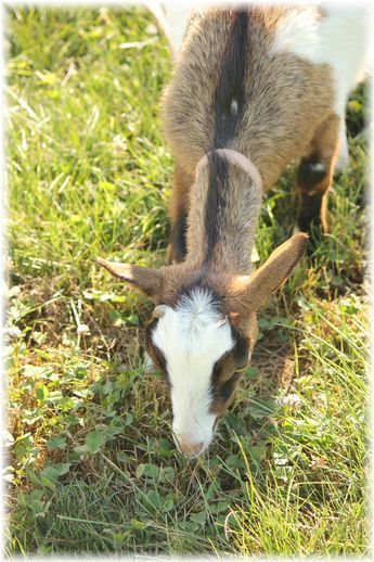 $よめ膳＠YOMEカフェ