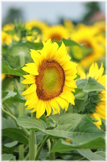 $よめ膳＠YOMEカフェ