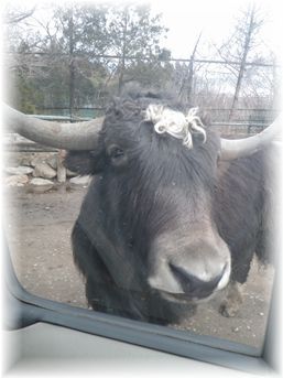 $よめ膳@YOMEカフェ