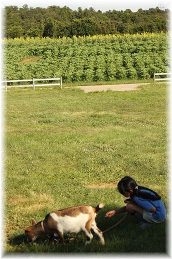 $よめ膳@YOMEカフェ