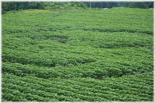 $よめ膳＠YOMEカフェ