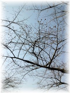 $よめ膳＠YOMEカフェ