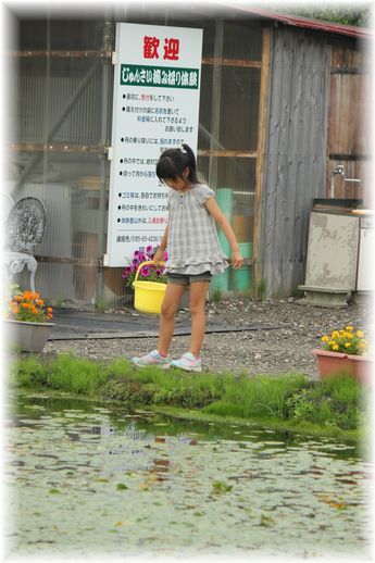 じゅんさい２