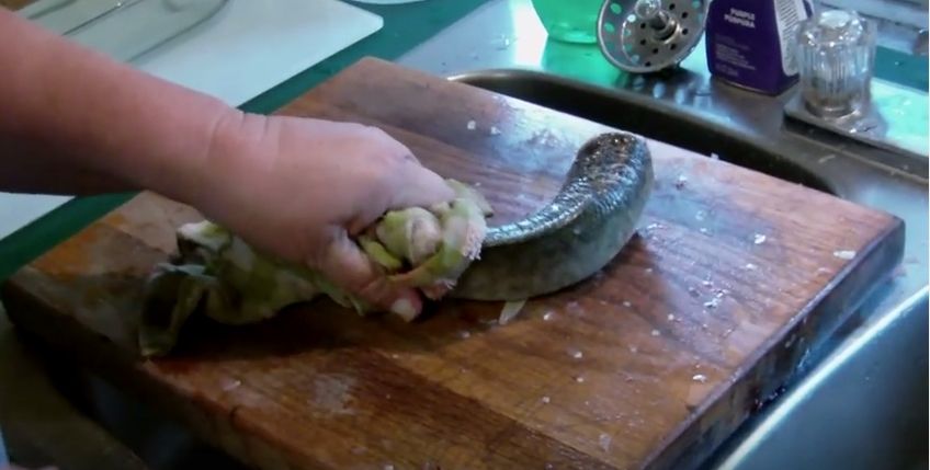 死んでるのに生きている魚 海外 読み切りニュース