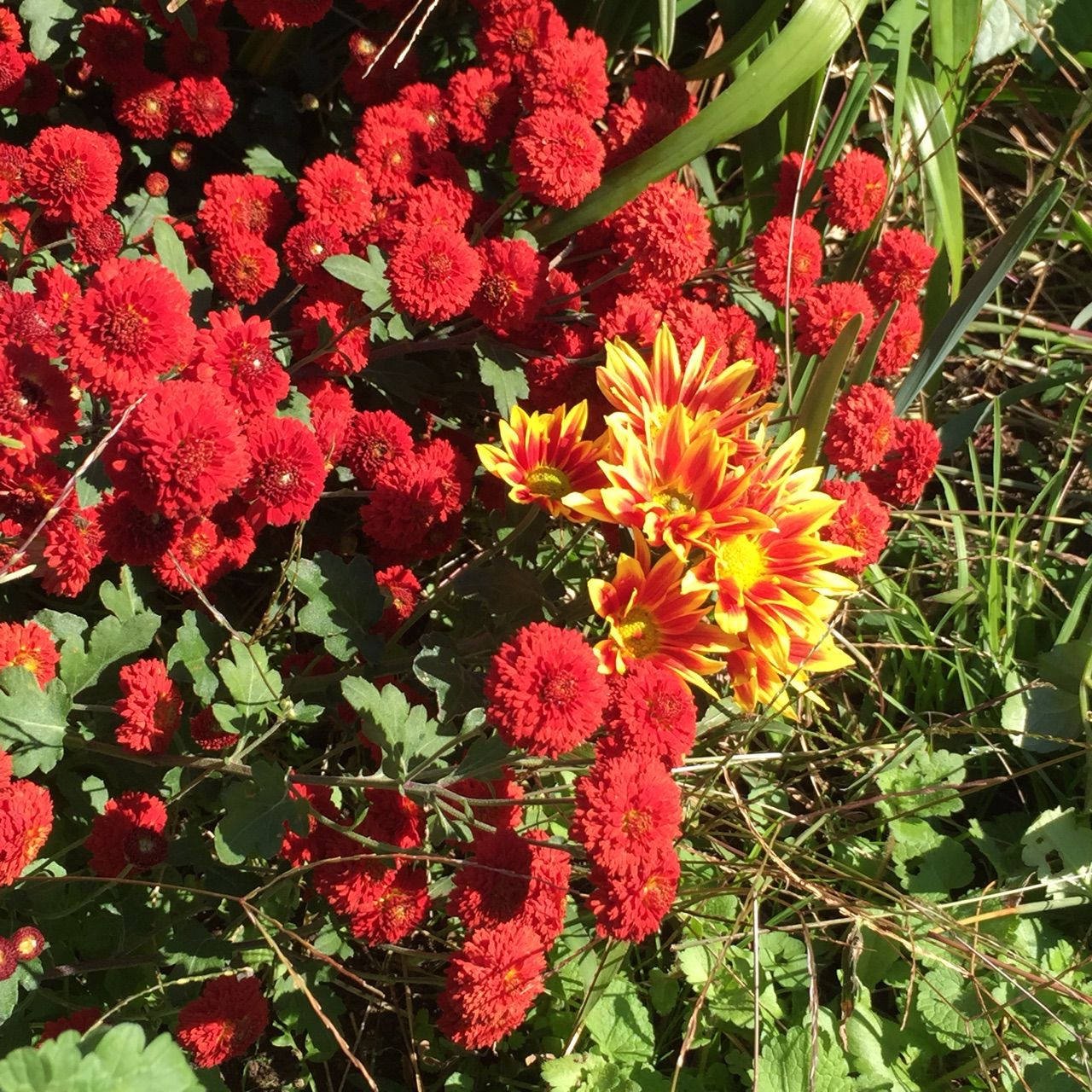 庭一面の赤い菊がなんともきれい きになる話のあれやこれ