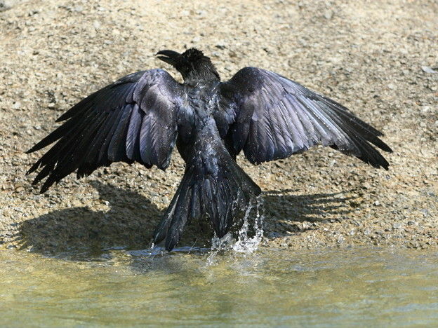 カラスがうるさくて雛がいる巣をぶっ壊したら復讐された ハリネズミ速報