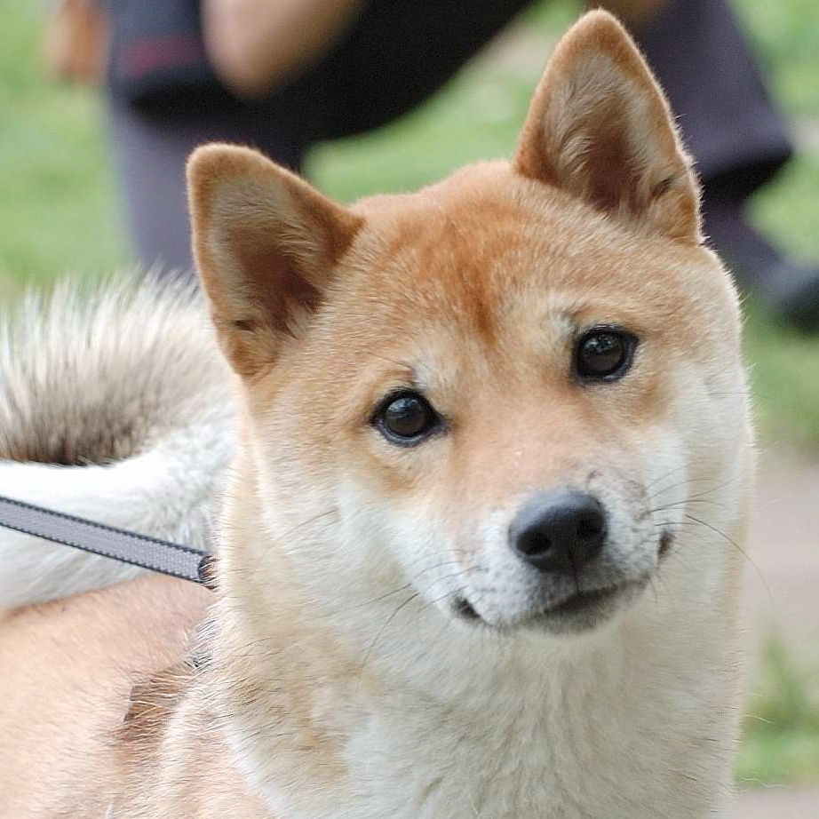 俺んちの犬がガキに噛み付いてワロタwwwwwwwwwwwwww ハリネズミ速報 俺んちの犬がガキに噛み付いてワロタwwwwwwwwwwwwww ハリネズミ速報
