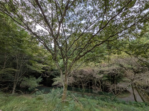 PXL_20251018_065922114