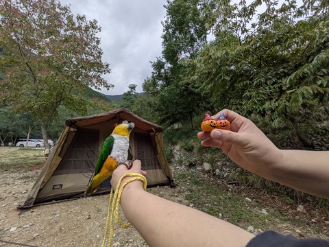 PXL_20251018_070259497