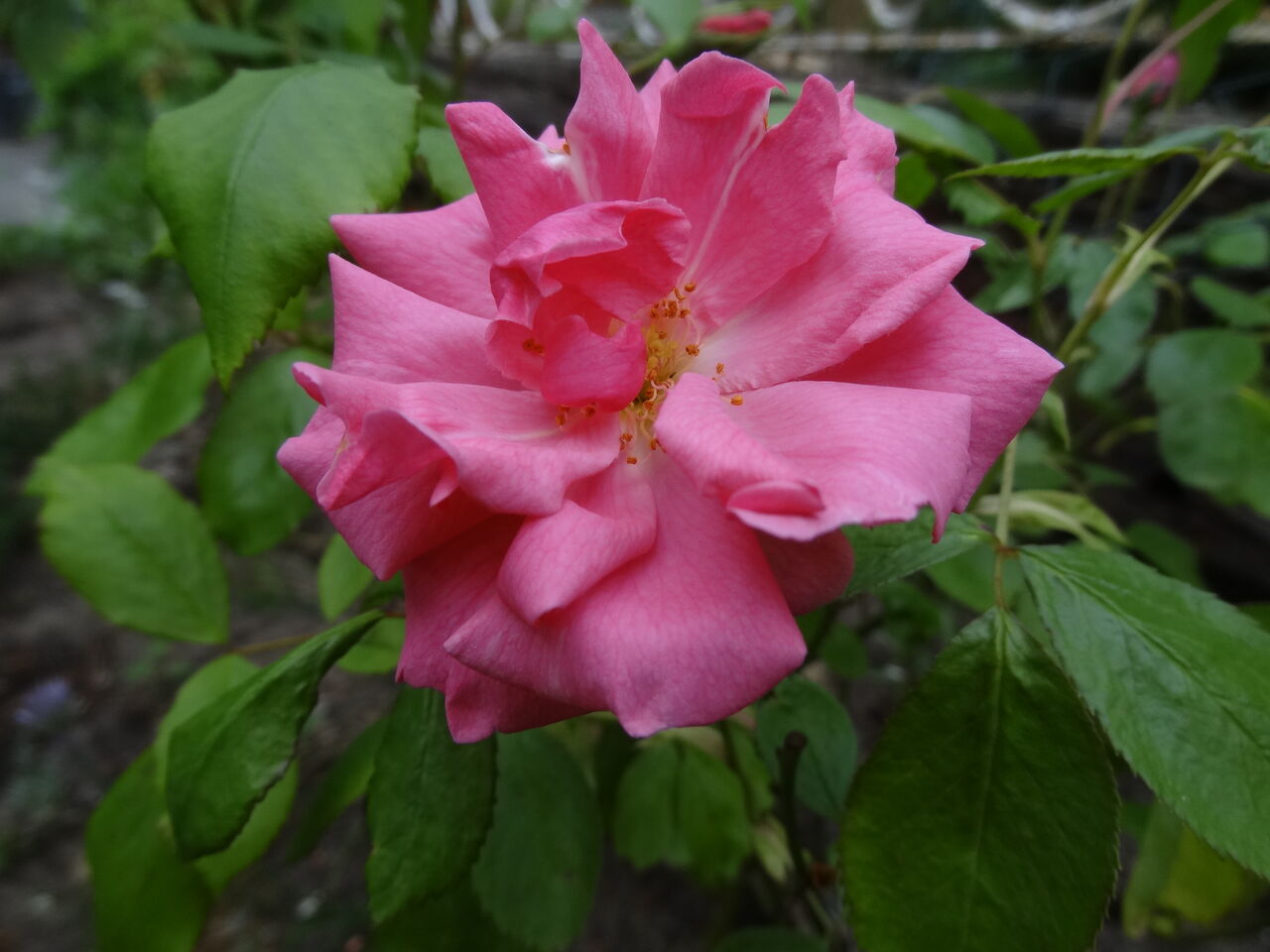 北緯５２度de ドイツ平地暮らし見聞録 園芸品種のバラが咲いてきた 野菜の発芽
