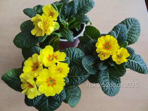 PRs1jvSqAfO6Fb21736242801_1736242815