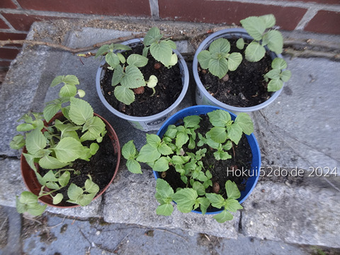 lx7X79YeVIhdqWE1721411321_1721411340