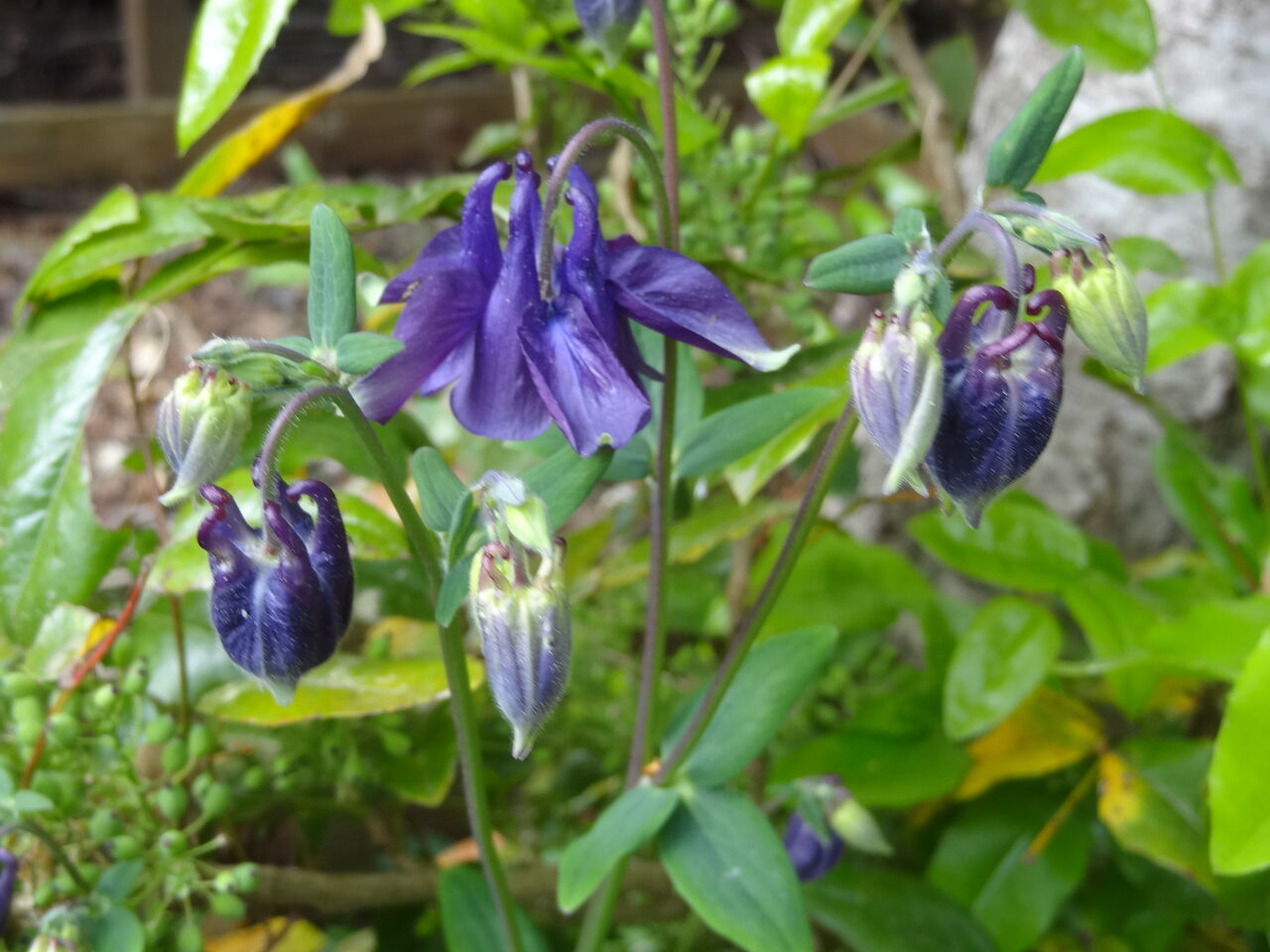 ドイツ平地暮らし見聞録 野菜の花 セイヨウオダマキとエニシダの紅色が咲いてきた