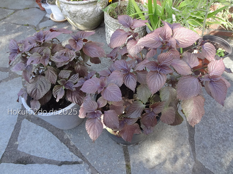 53piw3GvMLePPrF1757044290_1757044311